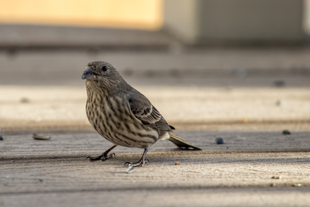Adult, female house finch eating seeds off a back yard deck with a sparrow in the backgroundの写真素材