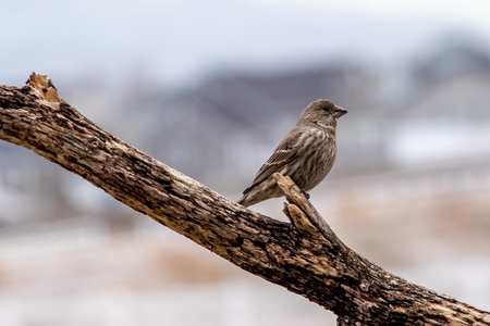 Adult female house fince perched on a tree branchの写真素材