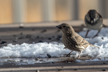 Adult, female house finch eating seeds off a back yard deck with a sparrow in the backgroundの写真素材
