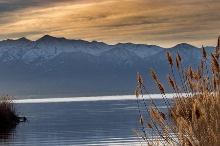 golden river reeds along a lake with a blurred, snow-capped mountain range in the backgroundの写真素材