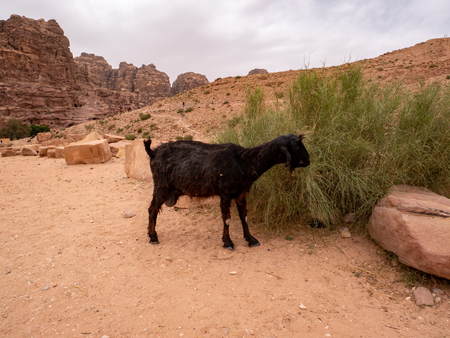Hungry milk goat eats a shrub in the sandy desertの写真素材