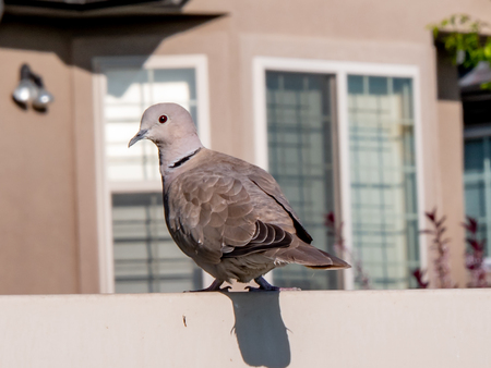 Eurasian Collared Dove sitting on a fence with blurred backgroundの写真素材