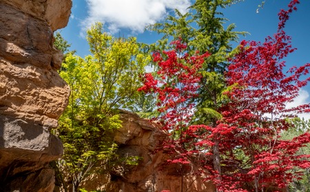 Colorful red and green trees in Spring along a mountain trailの写真素材