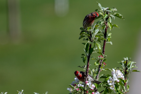 Two adult, male, red house finches perched in a treeの写真素材
