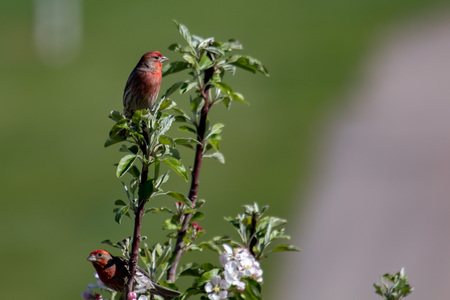 Colorful red, adult, male house finches in a tree looking attentiveの写真素材
