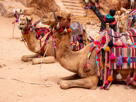 Colorfully decorated camels wait to take tourists for a ride at Petra, Jordanの写真素材