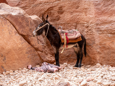 Donkey attentively looking for his owner at the Rose city of Petra near Wadi Musa in Jordanの写真素材