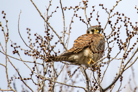 Adult kestrel looking down from a tree with no leavesの写真素材