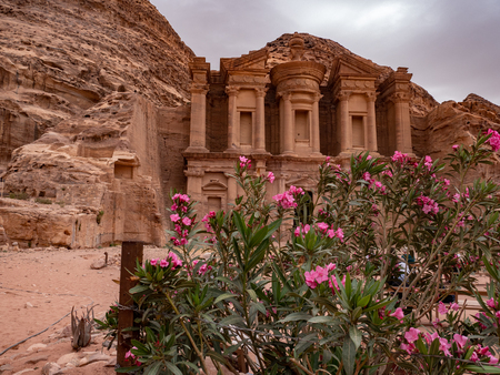 Pink wild desert flowers growing in front of the monastery at Petra, Jordanの写真素材