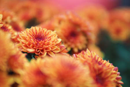 orange Dahlia flowersの写真素材