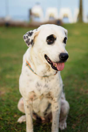 one black eye patch dog looking in blur backgroundの写真素材
