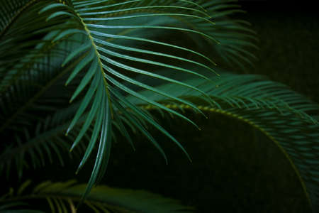 Green flower on dark background