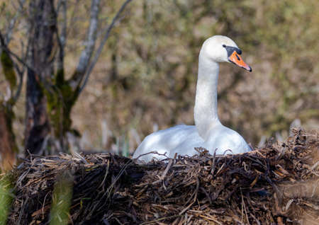 A female mute swan is brooding in its nest in southern Germany during springの写真素材