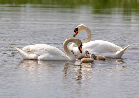 Mute swan in a bird sanctuary in southern Germany during summerの写真素材