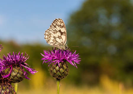 Macro shot of a Melanargia galathea butterfly on a Centaurea scabiosa flower in a wildflower meadow in summerの写真素材