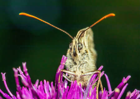 Macro shot of a Melanargia galathea butterfly on a Centaurea scabiosa flower in a wildflower meadow...