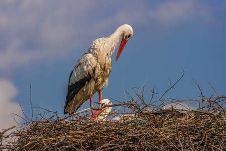 A stork in its nest bringing food for the newly born storksの写真素材
