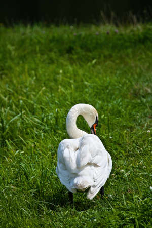 Mute swan at a small pondの写真素材