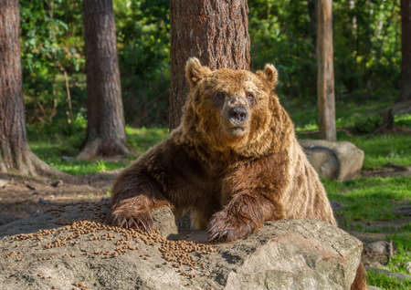 Wild living brown bears in Finland near the Russian borderの写真素材