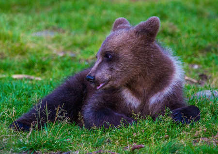 Wild living brown bears in Finland, near the Russian borderの写真素材