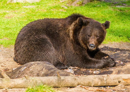 Wild living brown bears in Finland, near the Russian borderの写真素材