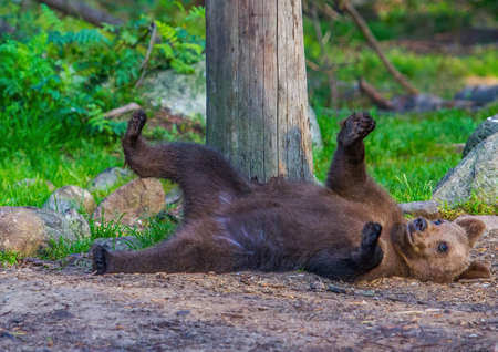 Wild living brown bears in Finland, near the Russian borderの写真素材