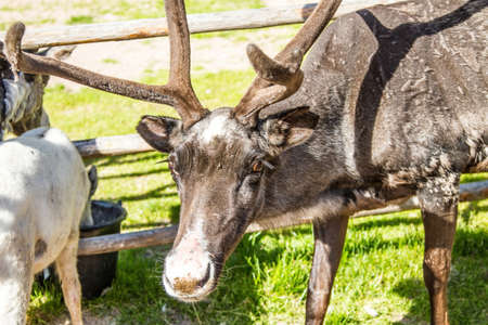 Reindeers in northern FInland, northern of the polar circle (Inari)の写真素材