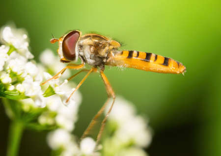 Picture of an insect with an 1: 1 macro lensの写真素材