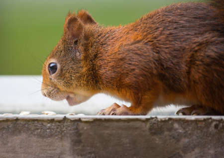 A young squirrel sitting on a balcony looking for food