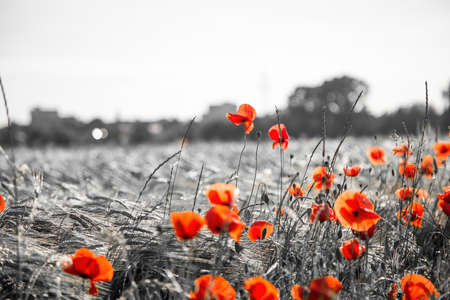 A grain field with poppy flowers during the summerの写真素材