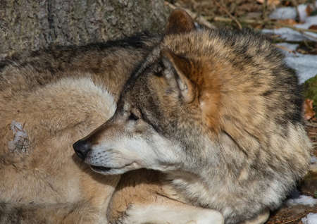 Picture of a wolf