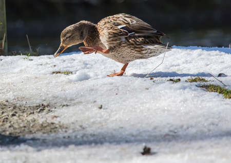 Picture of a mallard duckの写真素材
