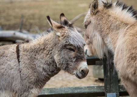 Picture of a donkeyの写真素材