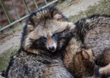 Picture of a fox