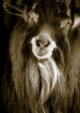 Picture of a goat