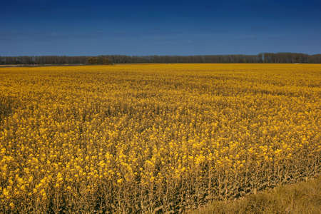 A corn field in the summer before the harvest