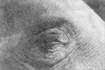 Sketch of an elephant eye of an old elephantの写真素材