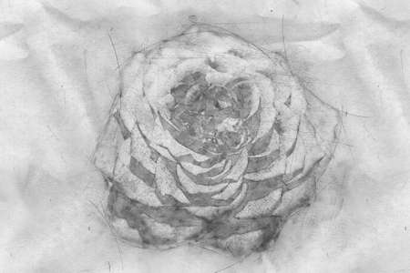 Sketch of a blooming roseの写真素材