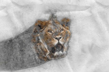 Sketch of lion in africaの写真素材