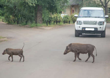 Bushpigs crossing a road at the Kruger National Park, South Africa