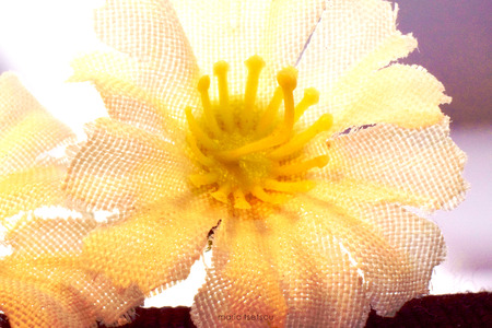 White Margaret - Macro Photographyの写真素材