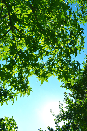 Green Tree Leaves Under Blue Sky Light Sunの写真素材