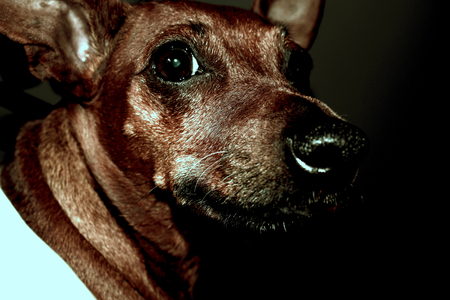 Dog Portrait - Miniature Pincer Breedの写真素材