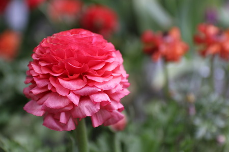 Western Peony