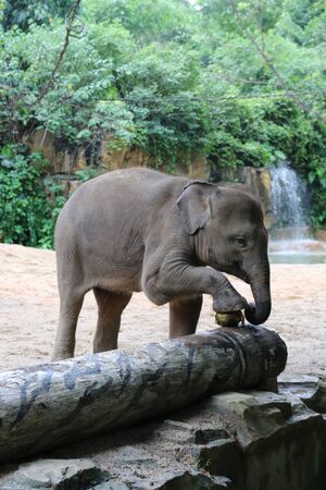 Elephantの写真素材