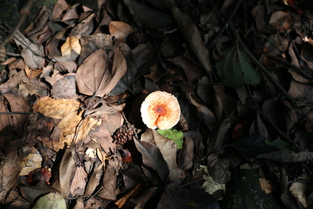 Mushroomの写真素材