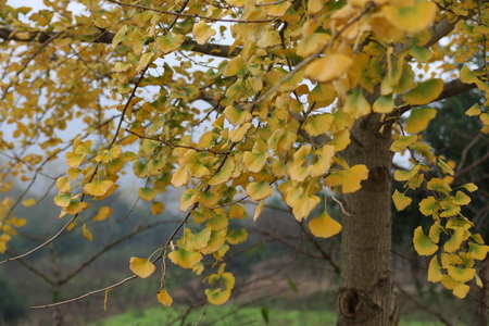 Ginkgo biloba