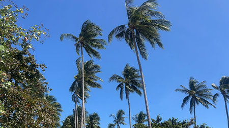 Group of tall tropical palm trees viewed from below against bright blue sky in Thailand.