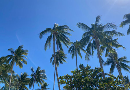Group of tall tropical palm trees with green leaves against bright blue sky in Thailand.