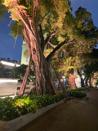 Huge banyan tree with twisted roots illuminated by street lights in urban park at night.